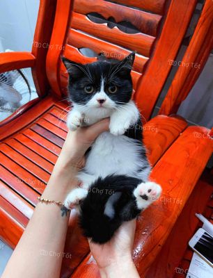 Mèo Anh lông ngắn thuần chủng Tuxedo