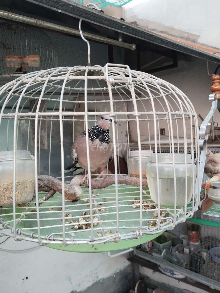 Chim cu liền cườm gáy gù mạnh trống Già mùa. Mua bán Chim tại Quận 8 Tp Hồ Chí Minh được đăng bởi phúc hình 1