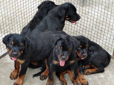 Chó To Con.Rottweiler. Mua bán Chó tại Thành phố Biên Hòa Đồng Nai được đăng bởi Nhân Rottweiler 