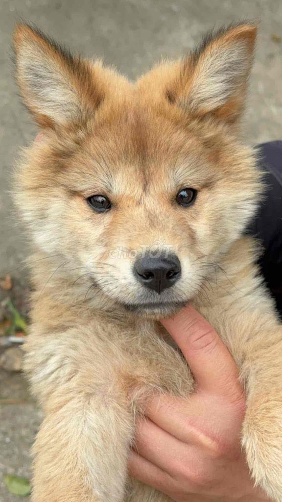 Chó Lài Sông Mã. Mua bán Chó tại Huyện Quản Bạ Hà Giang được đăng bởi Lý Hùng hình 1