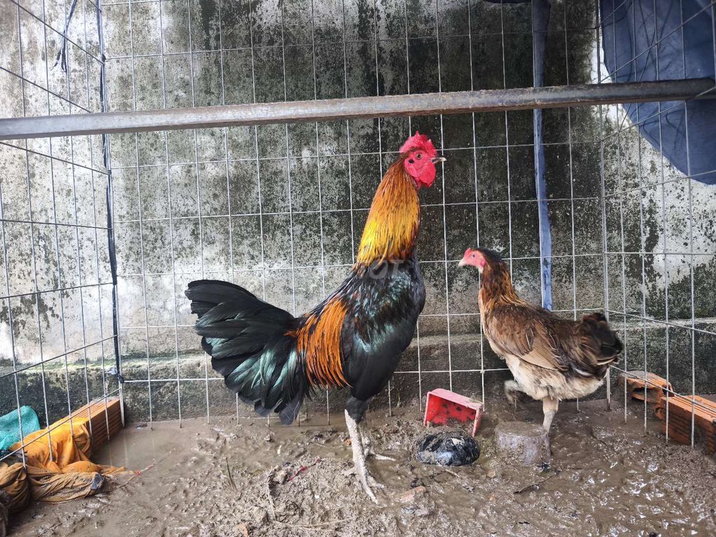Gà Xanh que Đực 2.5kg. Mua bán Gà tại Huyện Châu Thành Đồng Tháp được đăng bởi Bán Gà Nè hình 1