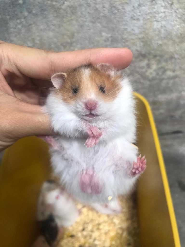 Chuột Hamster Bear xù lai Baby nhiều màu. Mua bán Thú cưng khác tại Quận Bình Tân Tp Hồ Chí Minh được đăng bởi Ở trọ bày đặt bán chụtt hình 1