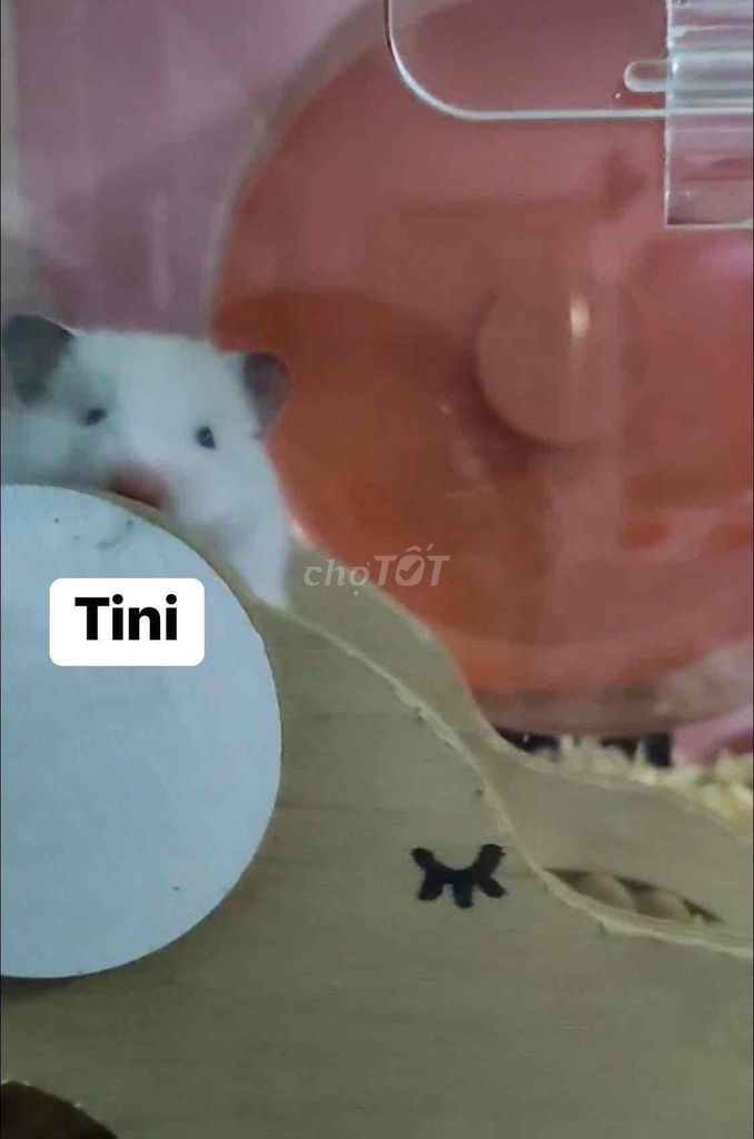 Hamster Thuần Trung