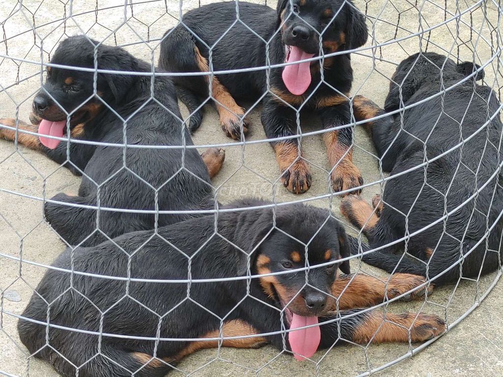 Rottweiler.BT. Mua bán Chó tại Quận Bình Tân Tp Hồ Chí Minh được đăng bởi Nhân Rottweiler  hình 2