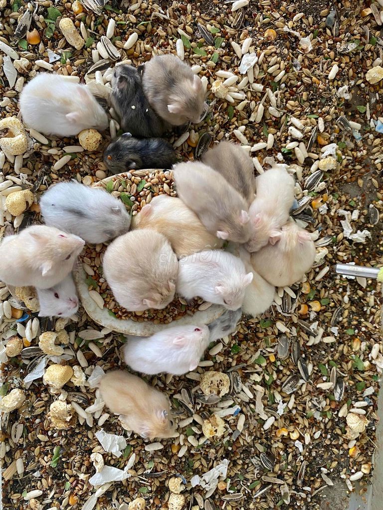 Hamster Winter White Baby Nhiều màu. Mua bán Thú cưng khác tại Thành phố Thủ Dầu Một Bình Dương được đăng bởi Tuấn hình 1