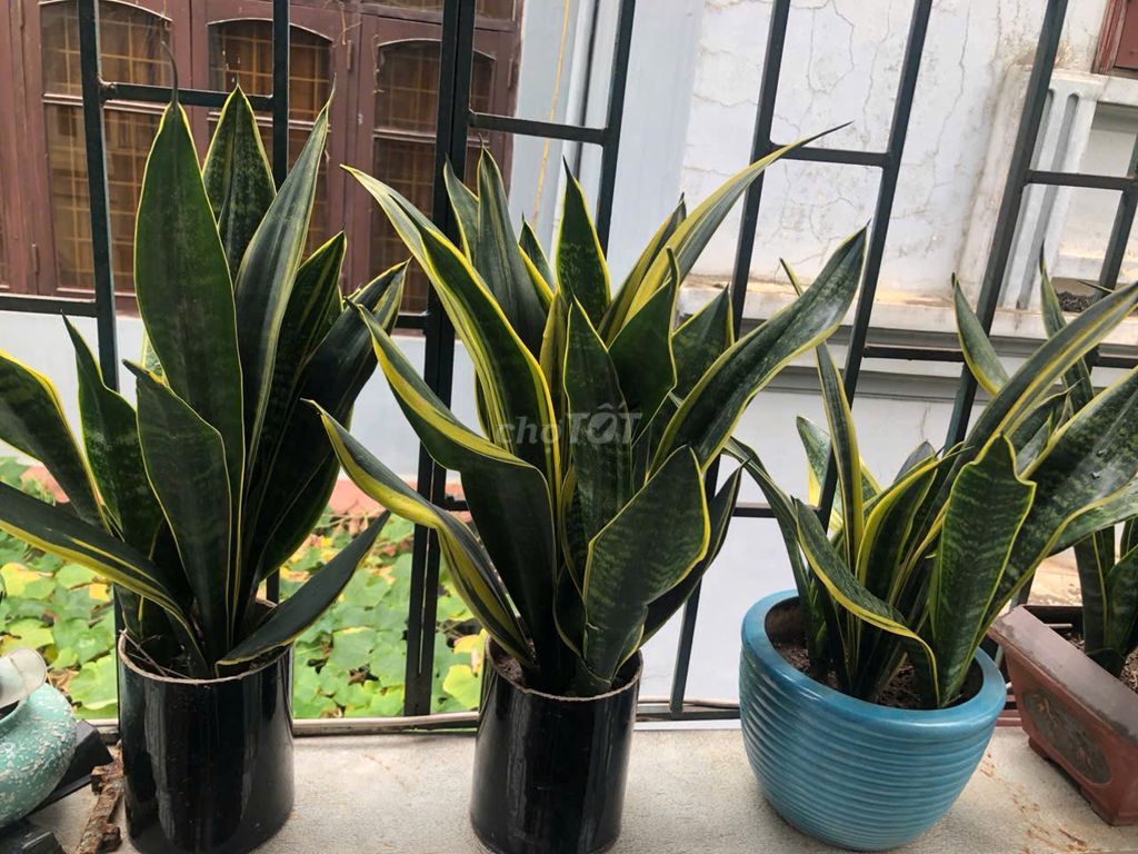 Cây Lưỡi Hổ Thái Phong thủy tốt. Mua bán Cây cảnh, đồ trang trí tại Quận Long Biên Hà Nội được đăng bởi Ngô Thưởng hình 1