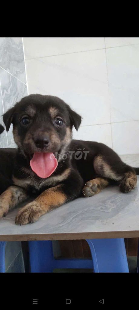 Chó Becgie F khôn lanh biết sủa khi thấy người lạ. Mua bán Chó tại Quận 6 Tp Hồ Chí Minh được đăng bởi Tăng Chí Lương  hình 1