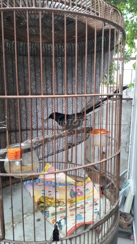 Chim sẻ 3 mùa dạn hót có lồng. Mua bán Chim tại Quận Gò Vấp Tp Hồ Chí Minh được đăng bởi mrNam  hình 1