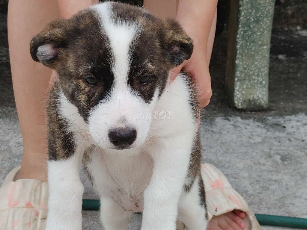 Chó Corgi Lai Nhẹ. Mua bán Chó tại Quận 6 Tp Hồ Chí Minh được đăng bởi Nhân Rottweiler  hình 1