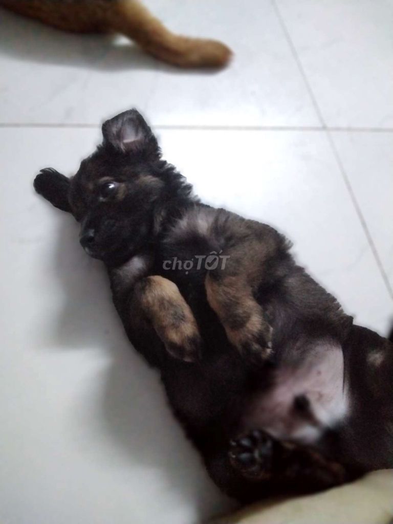 Chó con màu Đen. Mua bán Chó tại Quận Bình Tân Tp Hồ Chí Minh được đăng bởi TrầnVỹ hình 1