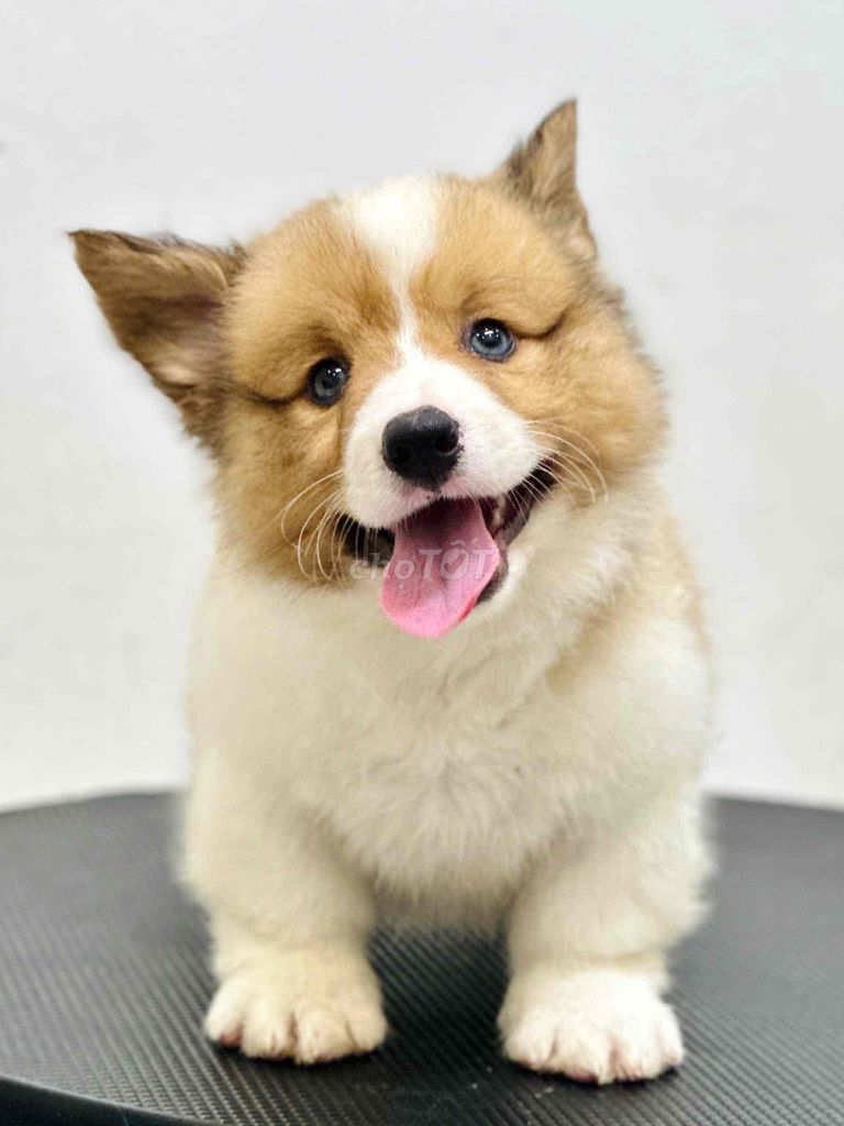 Chó Corgi con đực cái. Mua bán Chó tại Quận 7 Tp Hồ Chí Minh được đăng bởi Thiều Quang Tín hình 1