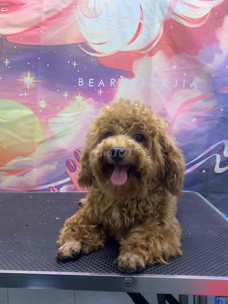 Chó Poodle đực 8 tháng đã tiêm phòng. Mua bán Chó tại Thành phố Bến Tre Bến Tre được đăng bởi Trần trường sinh hình 1