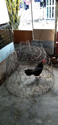 Trẻ bắc cộc