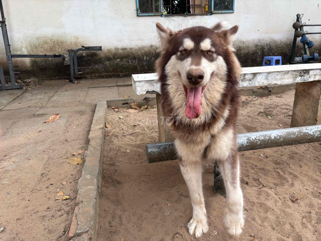 Chó Alaska cái 1 tuổi. Mua bán Chó tại Quận Ninh Kiều Cần Thơ được đăng bởi Nguyễn Thế Anh hình 1
