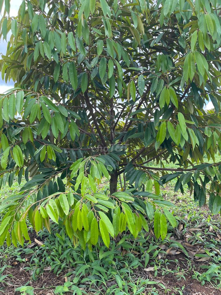 1,6 héc trồng sầu riêng xen cà phê