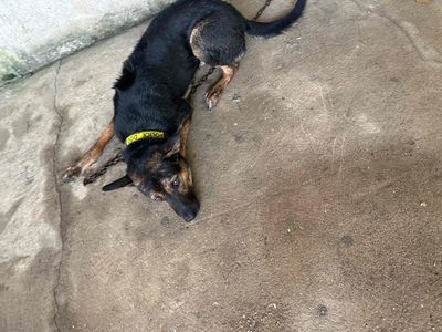 Chó Phú Quốc Vện mực 7 tháng