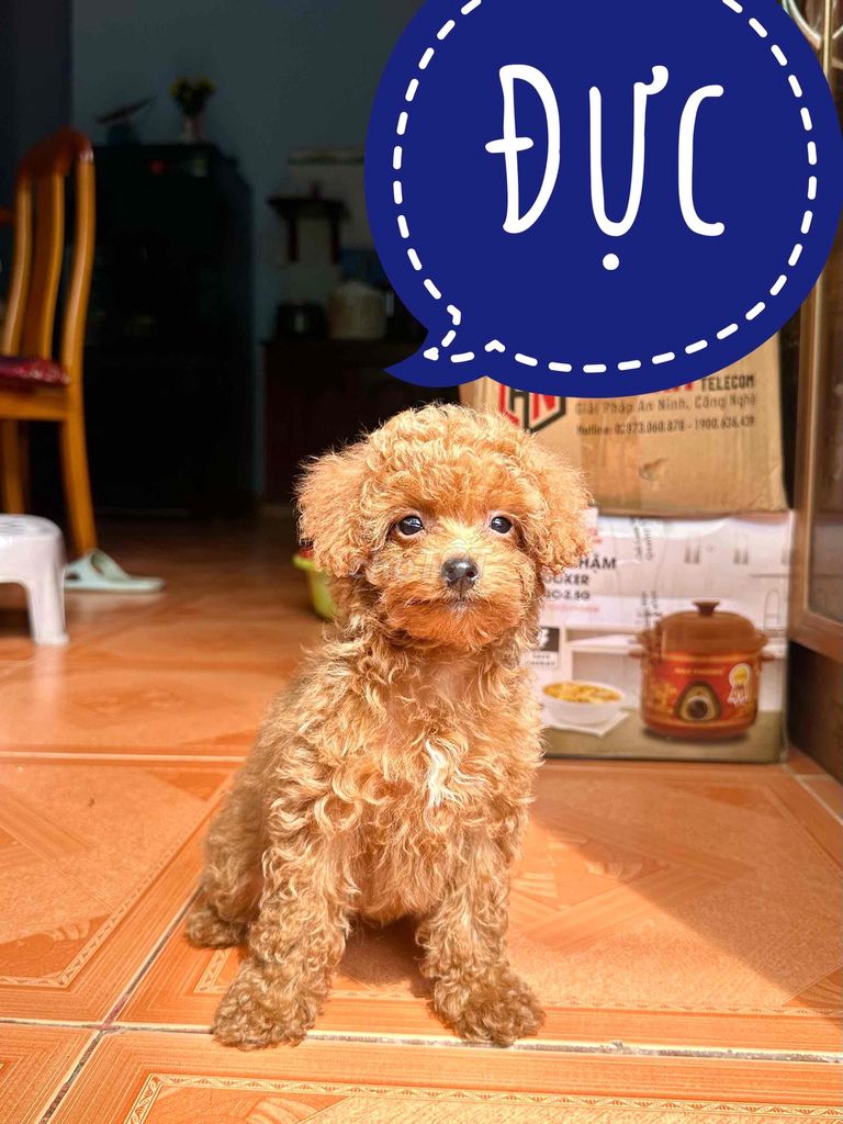 Chó Poodle Tiny đực cái nâu đỏ tiêm 2 mũi vaccin. Mua bán Chó tại Thành phố Biên Hòa Đồng Nai được đăng bởi Bingu Petshop  hình 2
