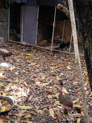 TL  3 gà don. Hoặc GL. Mua bán Gà tại Quận 12 Tp Hồ Chí Minh được đăng bởi Han