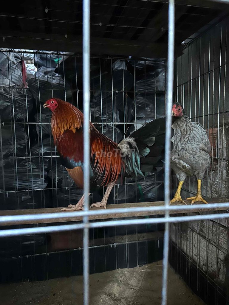 ĐIỀU VS BƯỚM AE HỢP IB EM NHEN. Mua bán Gà tại Quận Cái Răng Cần Thơ được đăng bởi Dương Vĩnh Kỳ hình 1