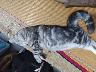 Mèo ALN Cái Xám vằn 7 tháng