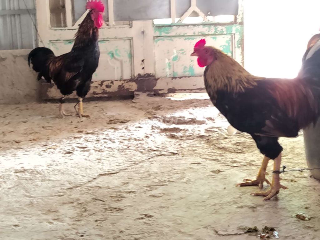 Gà chọi Nâu đen đực 2.1kg. Mua bán Gà tại Huyện Cầu Kè Trà Vinh được đăng bởi hoài khánh hình 1