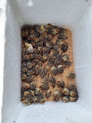 Chim cút giống 60k/1 chục. Mua bán Chim tại Thành phố Tân An Long An được đăng bởi Steven Nguyễn