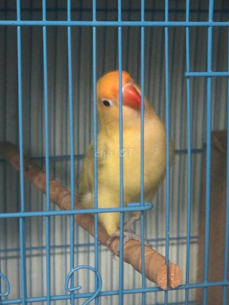 Lovebird Euwing Trống