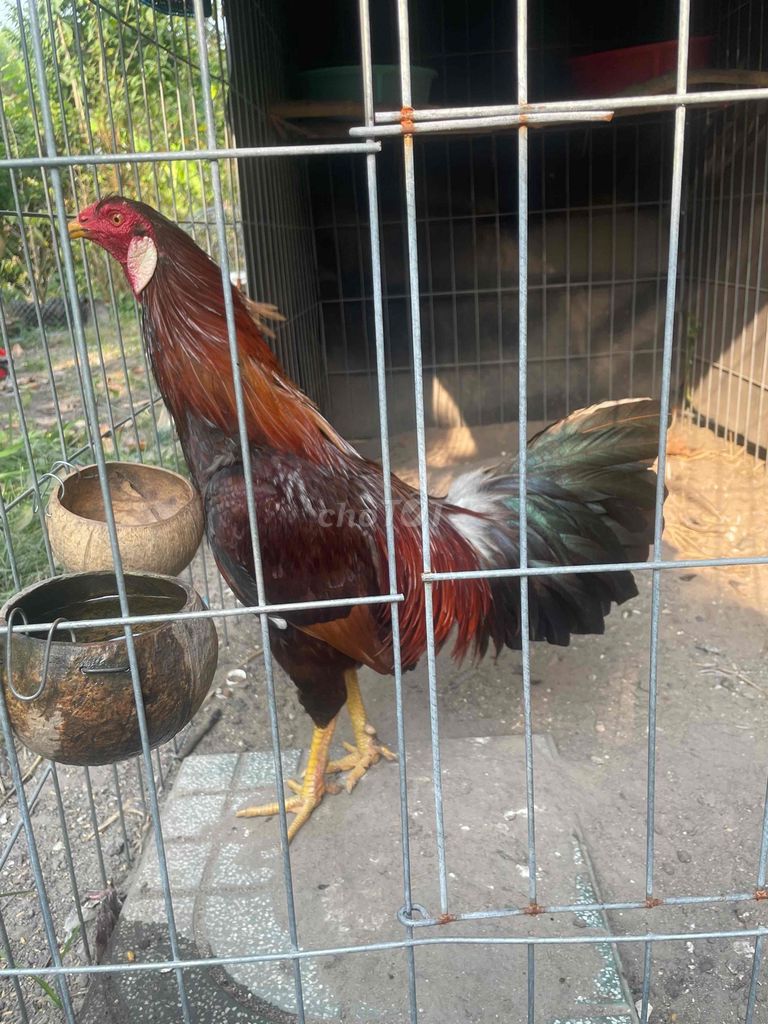 điểu đỏ tích vo 2k9 gl thú cưng. Mua bán Gà tại Huyện Củ Chi Tp Hồ Chí Minh được đăng bởi nam hình 1