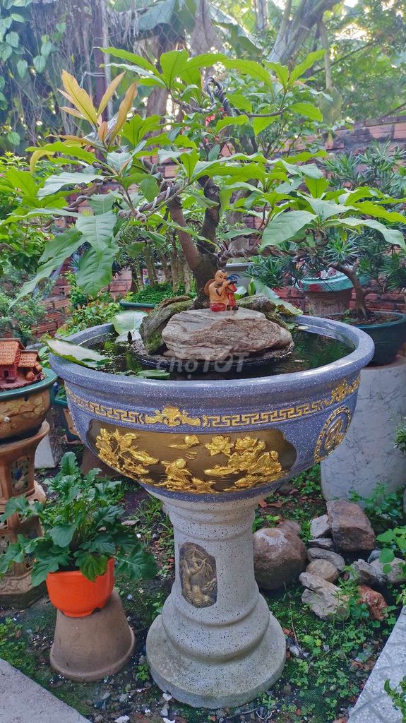 Cây cảnh Lộc Vừng bonsai 1.5m. Mua bán Cây cảnh, đồ trang trí tại Huyện Hóc Môn Tp Hồ Chí Minh được đăng bởi Xuân Quang 55 hình 1