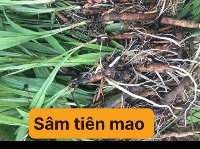 C sâm cau. Mua bán Đồ ăn, thực phẩm và các loại khác tại Quận Sơn Trà Đà Nẵng được đăng bởi Dược liệu  Hoàng Gia Sơn Trà hình 1