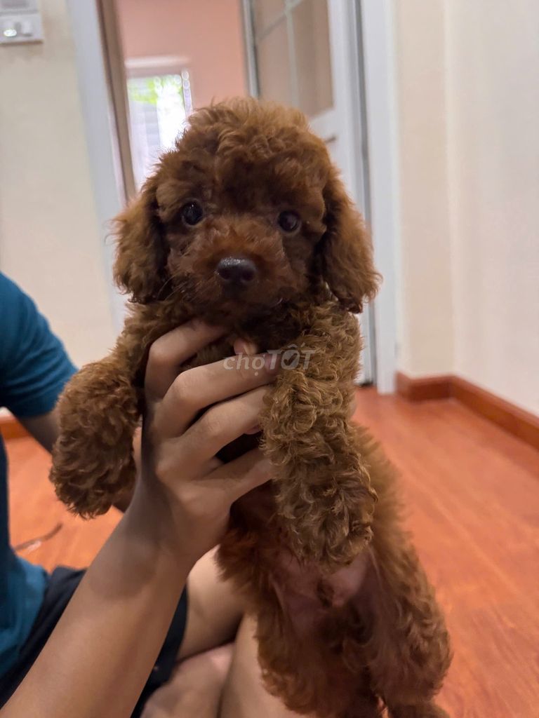Chó Poodle Tiny Đực Nâu 3 tháng. Mua bán Chó tại Quận Ba Đình Hà Nội được đăng bởi Tạ Bích Phương hình 1