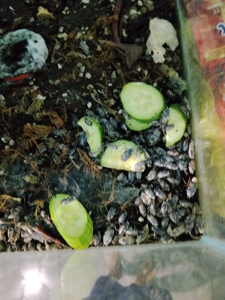 Isopod Xám. Mua bán Thú cưng khác tại Quận 4 Tp Hồ Chí Minh được đăng bởi Tuấn Đạt hình 1