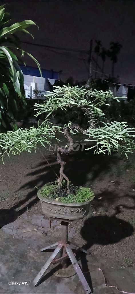 Cây cảnh Bonsai. Mua bán Cây cảnh, đồ trang trí tại Huyện Thuỷ Nguyên Hải Phòng được đăng bởi cuong do hình 1