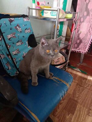 Muốn bán bé mèo. Mua bán Mèo tại Huyện Lấp Vò Đồng Tháp được đăng bởi Lê Trọng