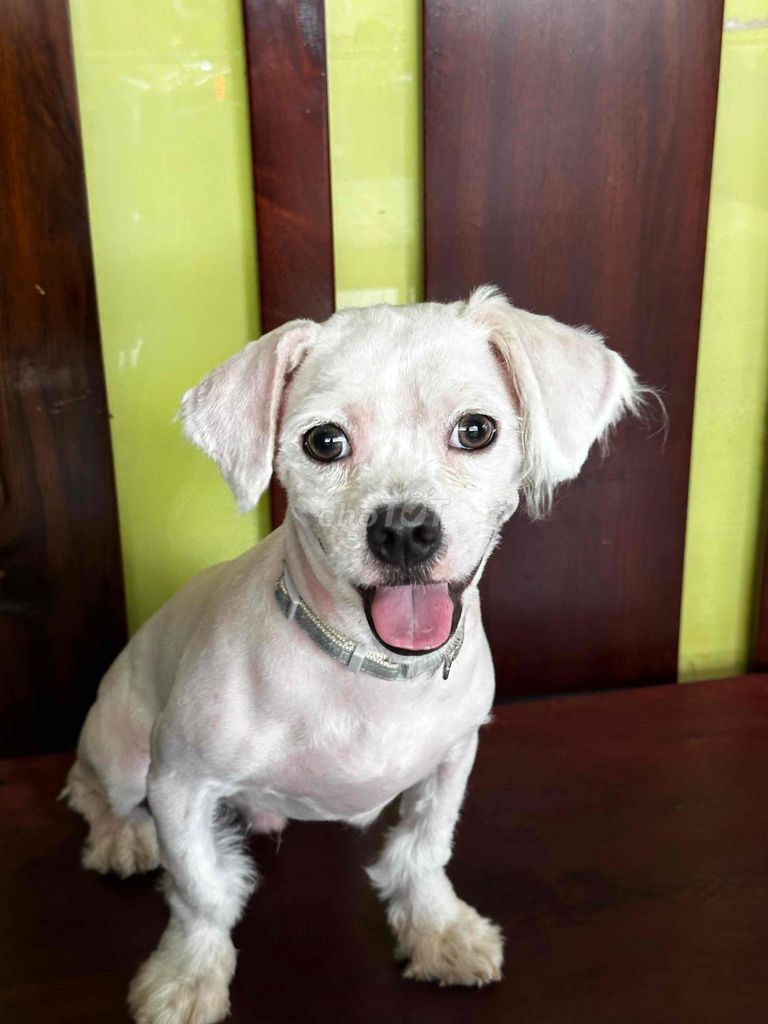 Chó Poodle lai Sóc Trắng. Mua bán Chó tại Quận 5 Tp Hồ Chí Minh được đăng bởi Hoàng hình 1