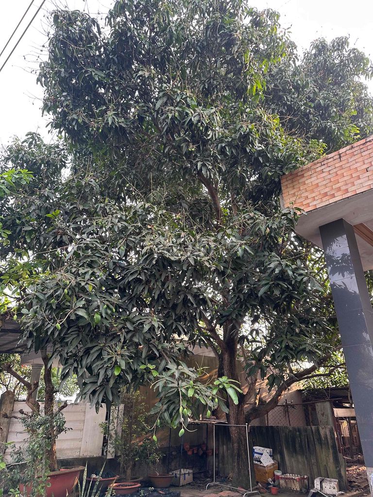 Xoài Thái Cổ thụ. Mua bán Cây cảnh, đồ trang trí tại Huyện Củ Chi Tp Hồ Chí Minh được đăng bởi anh da đen hình 1