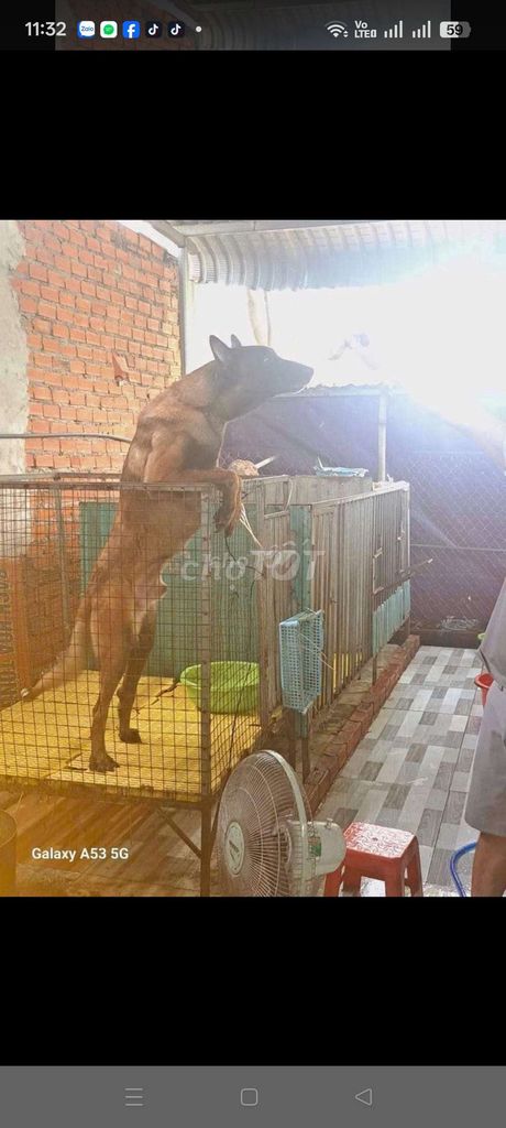 Chó Malinois Nâu đen Cả hai. Mua bán Chó tại Thị xã Bến Cát Bình Dương được đăng bởi Malinois bình dương  hình 1