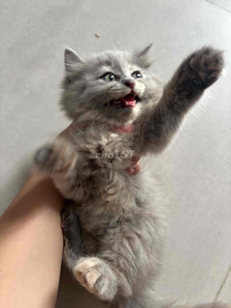 Mèo Anh lông dài cái 2 tháng tuổi. Mua bán Mèo tại Thành phố Thủ Đức Tp Hồ Chí Minh được đăng bởi Trịnh Nhất Lâm hình 1
