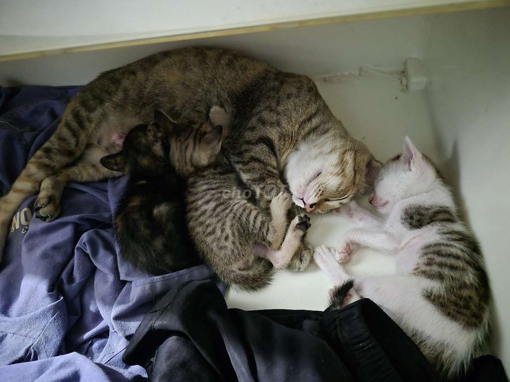 Mèo con nhiều màu đã tiêm phòng. Mua bán Mèo tại Thành phố Thủ Đức Tp Hồ Chí Minh được đăng bởi Lê Văn Huynh hình 1