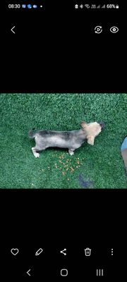 chó Phú Quốc 2 tháng tuổi