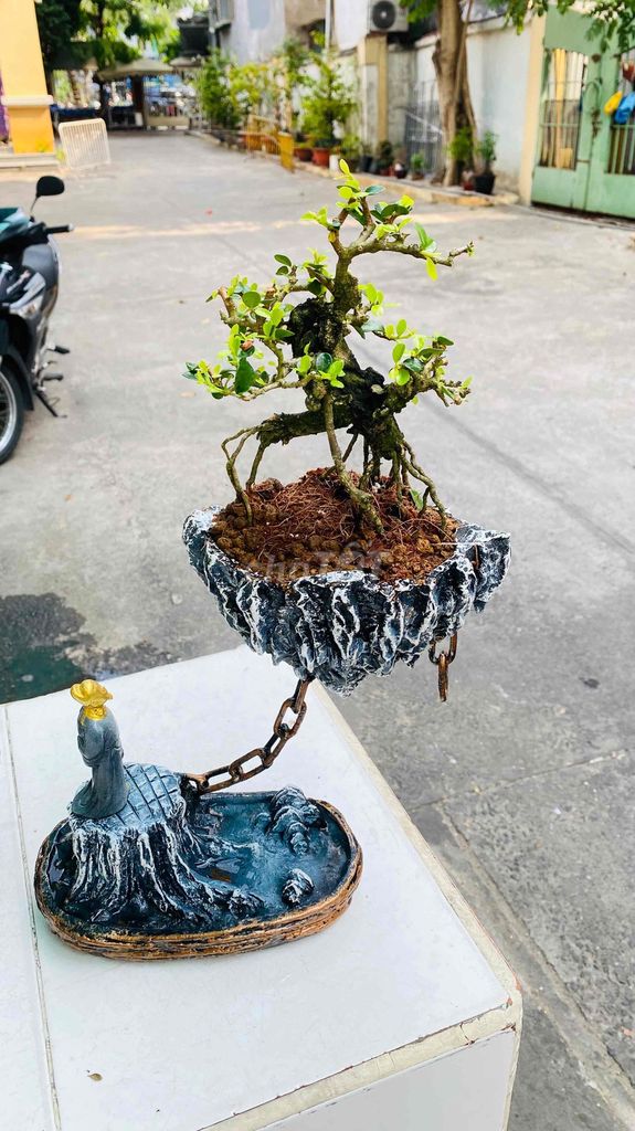 Bonsai Sam núi Bàn trà. Mua bán Cây cảnh, đồ trang trí tại Quận 3 Tp Hồ Chí Minh được đăng bởi Nguyễn Minh Thơ hình 1