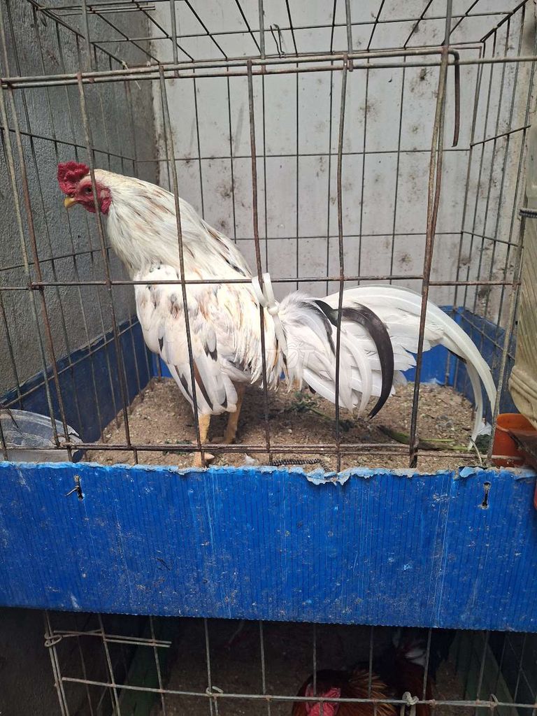 Gà trống cảnh/giống khỏe mạnh. Mua bán Gà tại Quận Bình Tân Tp Hồ Chí Minh được đăng bởi Tên chưa cung cấp hình 1