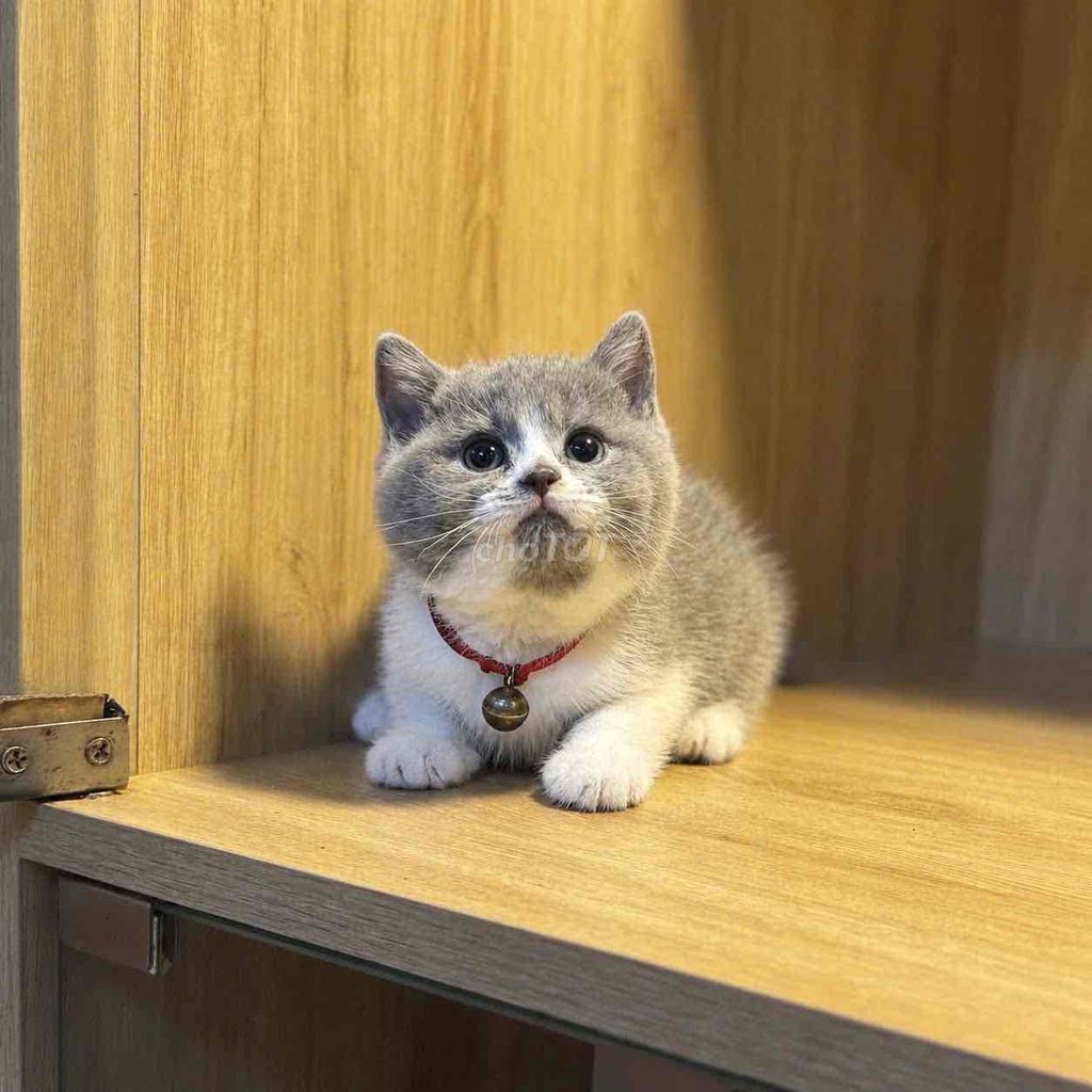 ❤️ MÈO XINH GIÁ CỰC KỲ ƯU ĐÃI Ạ ❤️. Mua bán Mèo tại Quận 12 Tp Hồ Chí Minh được đăng bởi Hà hình 1