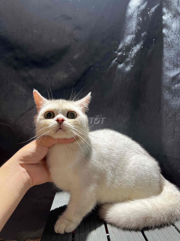 Silver LÙN. Mua bán Mèo tại Quận Bình Tân Tp Hồ Chí Minh được đăng bởi Nguyễn Trung Đạt hình 2