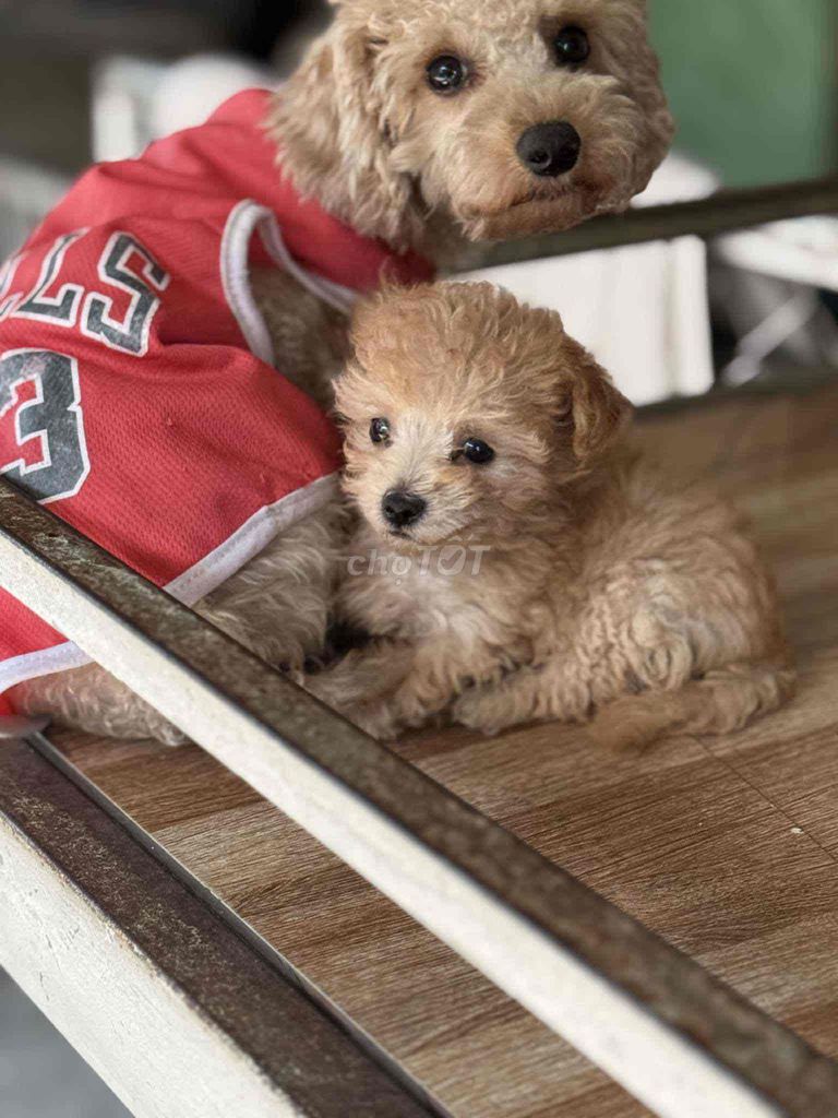 Chó Poodle cái dưới 3 tháng. Mua bán Chó tại Huyện Bình Chánh Tp Hồ Chí Minh được đăng bởi Nguyễn Thị Tố Loan hình 1