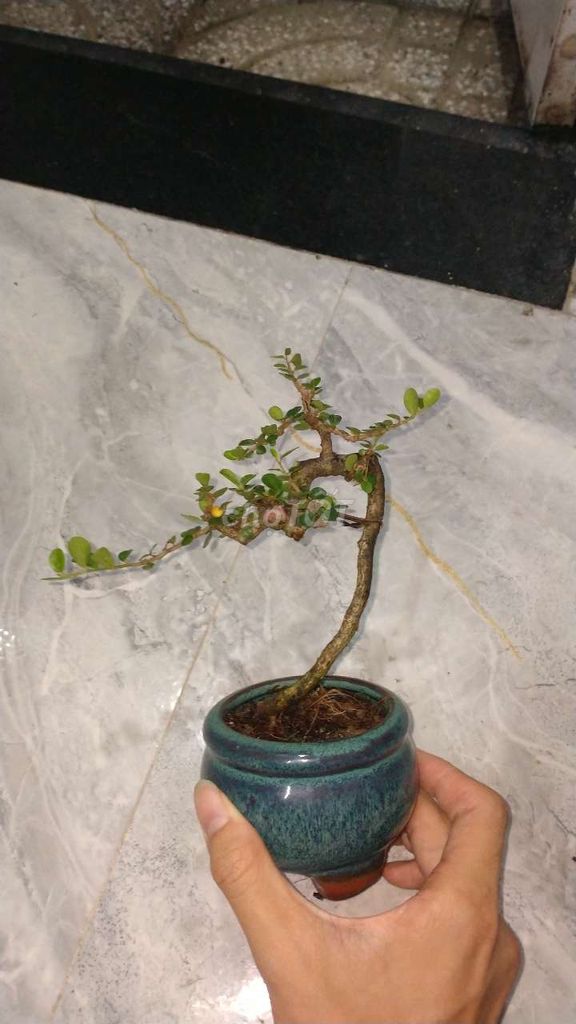 Cây cảnh Mini Gốm sứ để bàn. Mua bán Cây cảnh, đồ trang trí tại Huyện Tuy Phước Bình Định được đăng bởi Bảo hình 1