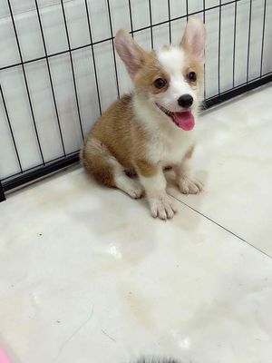 Corgi Xinh yêu kiếm ba mẹ mới