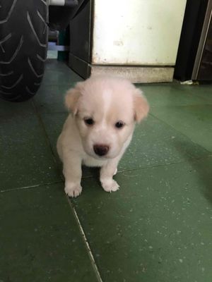Chó lông xù nhà đẻ Dễ thương ăn mạnh