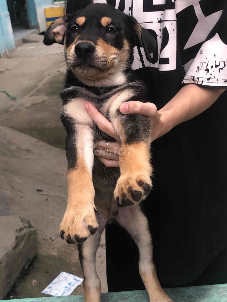 Chó rottweiler lai becgie to con lưỡi đốm. Mua bán Chó tại Quận 12 Tp Hồ Chí Minh được đăng bởi Nguyengiang hình 2