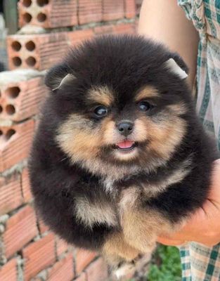Chó Pom Thái Black tan